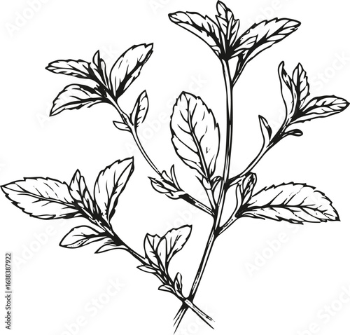 Simple black and white line art of mint leaves, clean vector outline, elegant packaging design for tea label 1