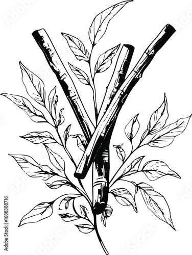 Black and white botanical line drawing of cinnamon sticks with leaves, clean vector art, packaging label illustration 3