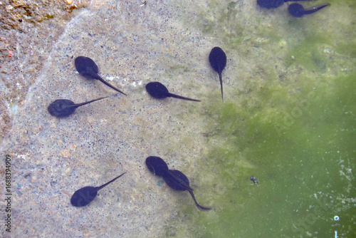 Wallpaper Mural A group of black tadpoles swimming in water Torontodigital.ca