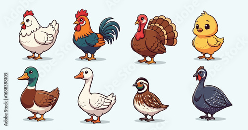 A collection of poultry animal