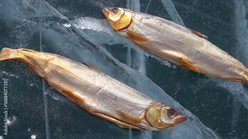 Smoked omul fish on Baikal's cracked ice: Siberian gastronomic souvenir. Northern tourist delicacy, food on ice against picturesque frozen lake landscape, culinary travel. Food of the north. 4k