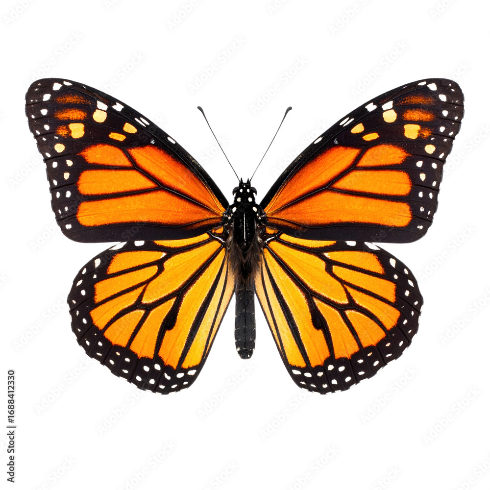 Obraz premium Monarch butterfly with vivid orange and black patterned wings spread wide, showcasing its distinct white spots along the edges and delicate antennae
