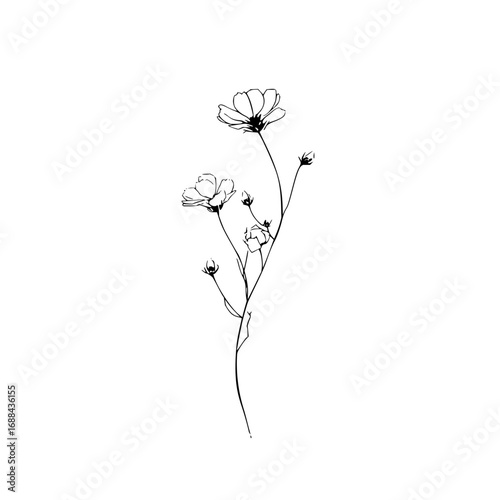 Elegant cosmos flower line art drawing for tattoo design or floral illustration and botanical print design