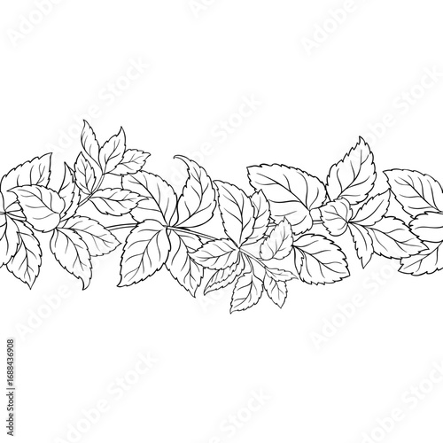 Melissa Branch with Leaves Outline Horizontal Seamless Pattern. Vector isolated for design or decoration.