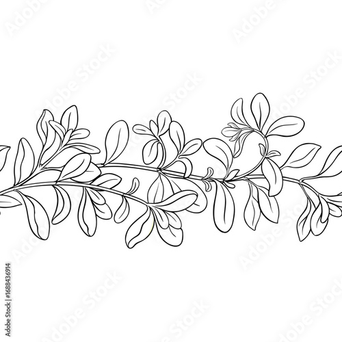 Marjoram Branch with Leaves Outline Horizontal Seamless Pattern. Organic natural nutritional healthy food ingredient, vegetarian diet product. Vector isolated for design or decoration.