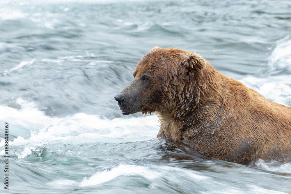 brown bear in water brown bear in water