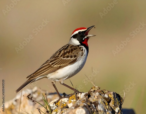 A small songbird perched on a rock, vocalizing