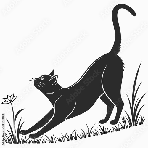 Photography black and white cat