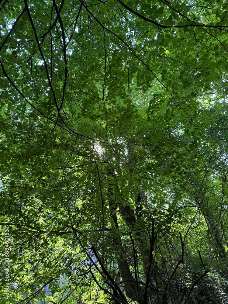 trees in the forest trees in the forest
