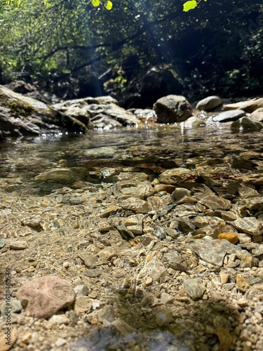 river in the forest