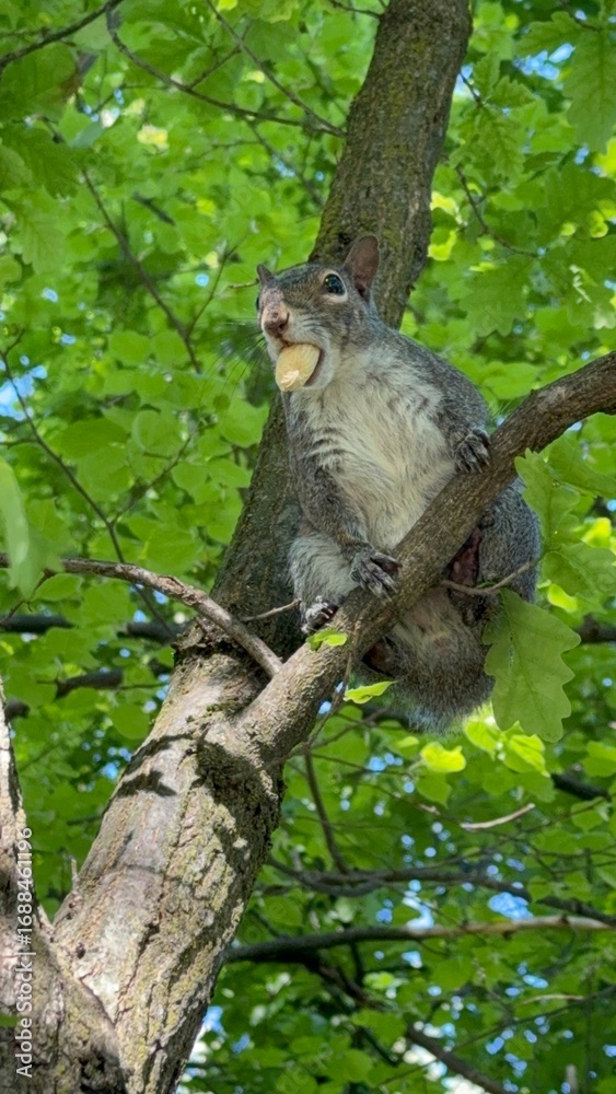 Fototapeta premium squirrel on a branch