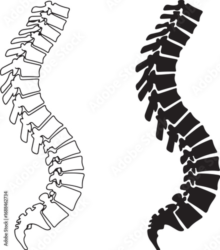 Vector art of human spine anatomy in black and white