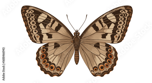 Elegant detailed butterfly with intricate brown and beige patterns