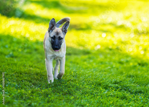 cute beige dog puppy running happily through green meadow on summer day with ...
