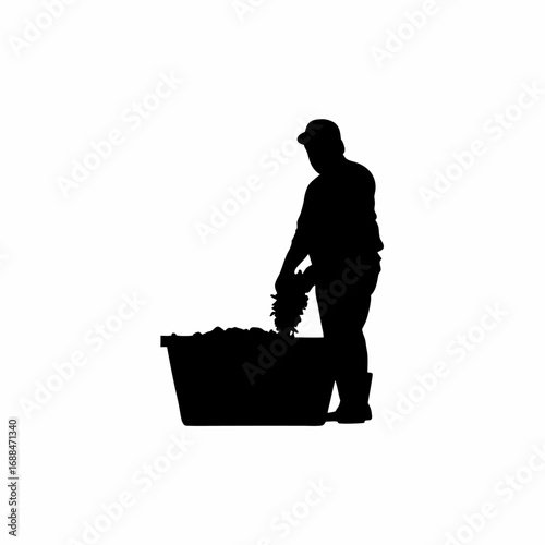 Mechanical harvester collecting grapes in a bin