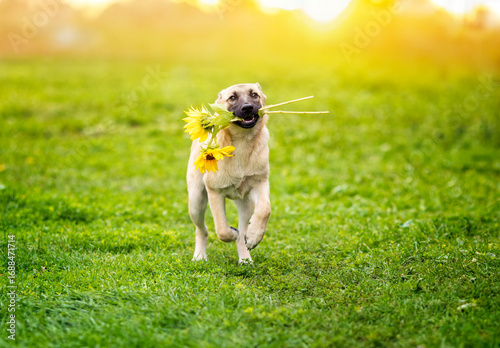cute beige dog puppy running cheerfully across green meadow on summer day with sunflower bouquet in mouth