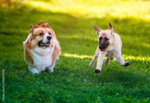two funny furry dog ​​friends running fast together on summer sunny meadow