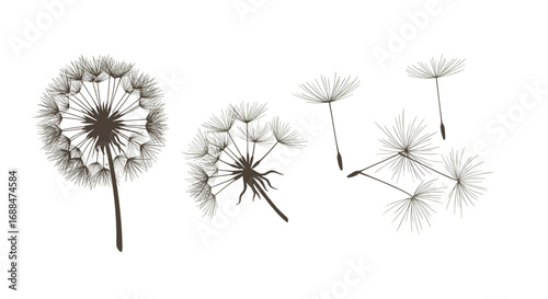 Minimalist dandelion seedhead and fluffs in flat style