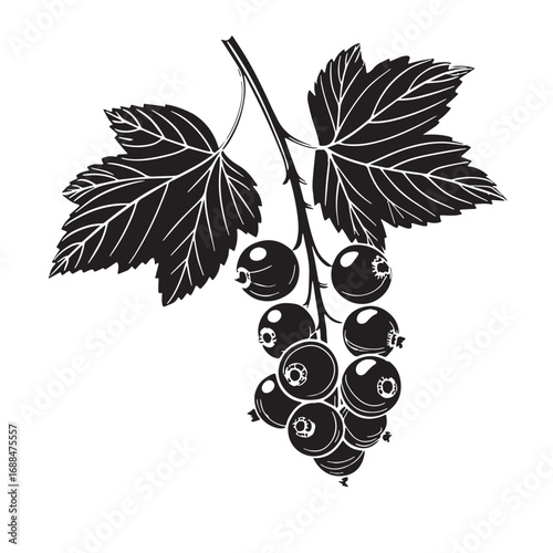 Black red currant Silhouette Vector, High Quality Illustration on White Background