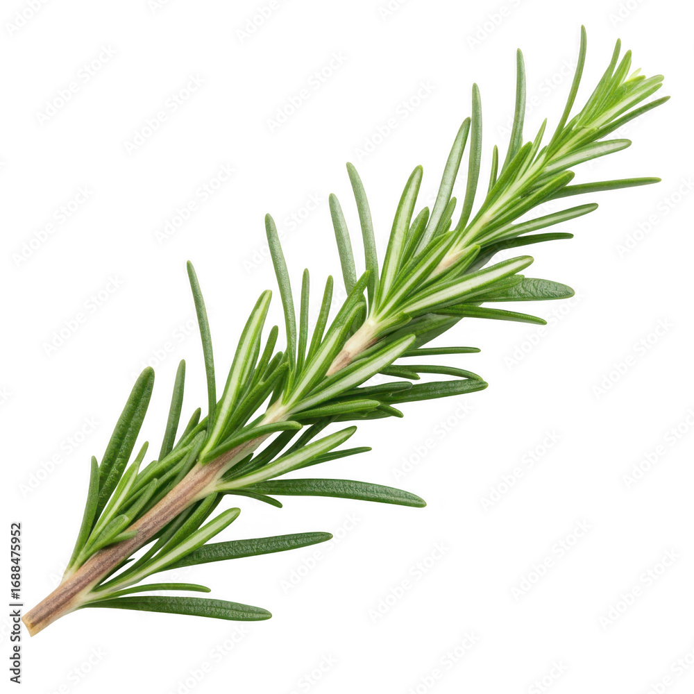 Fototapeta premium Rosemary sprig isolated on transparent background