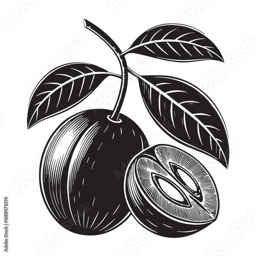 Black sapodilla Silhouette Vector, High Quality Illustration on White Background