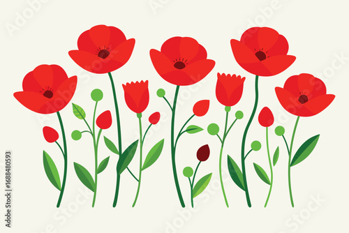 Red Poppy Flower Illustration Open Blooms, Closed Buds, Green Stems and Leaves