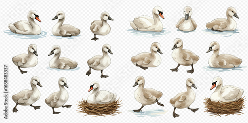 A watercolor collection of adorable baby swans and cygnets in various poses, including swimming, walking, and nesting.