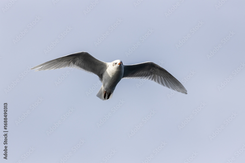 Obraz premium Seagull in flying on blue background.
