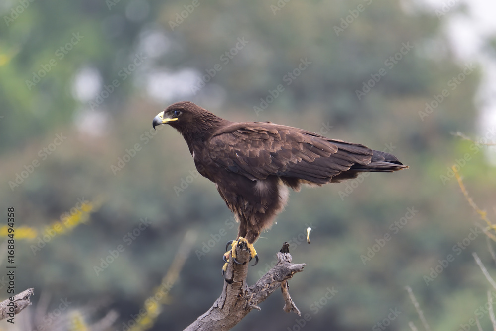 Fototapeta premium Majestic Steppe Eagle in Flight Over Baramati Landscape, Wildlife Bird of Prey in Natural Habitat