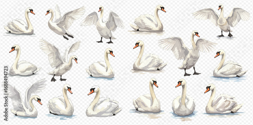 A collection of beautiful white swans illustrated in various graceful poses, swimming and spreading their wings on a transparent background.