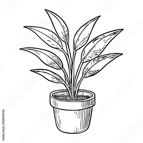 Peace Lily in Pot