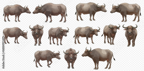 A set of realistic Asian water buffalo illustrations, showing the large bovine from various angles and in different standing and walking poses.