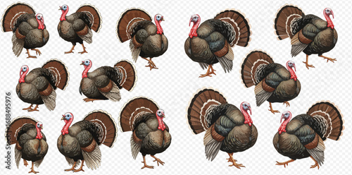 A group of male wild turkeys with fanned tails and colorful plumage illustrated on a transparent background.
