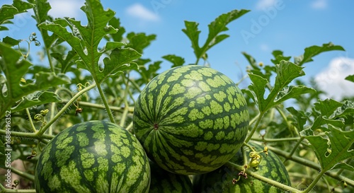 Fresh green striped watermelons growing on the vine in a sunny agricultural field with a blue sky background