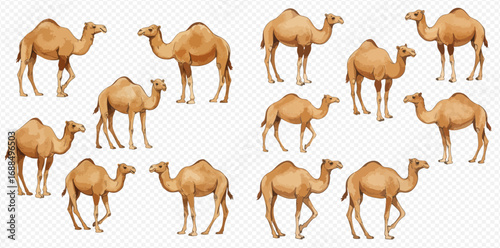 A collection of realistic dromedary camels with one hump, shown in various standing and walking poses on a transparent background.