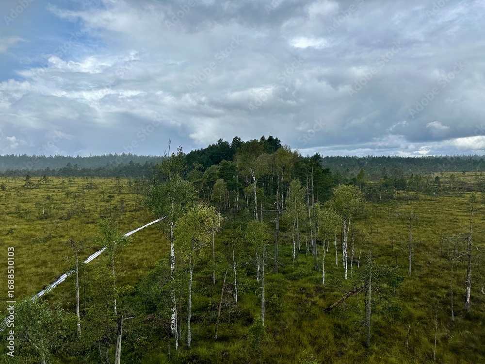 Fototapeta premium A raised bog landscape viewed from an observation tower, showing the transition between open bog vegetation and wooded bog islands; an excellent example of the mosaic structure of boreal peatlands