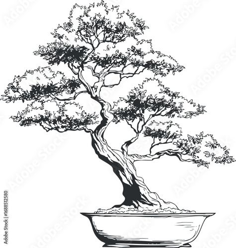 Black and white illustration of a bonsai tree in a shallow pot with detailed branches and leaves