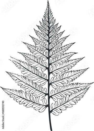 Detailed black and white illustration of a single fern leaf with intricate pattern and texture