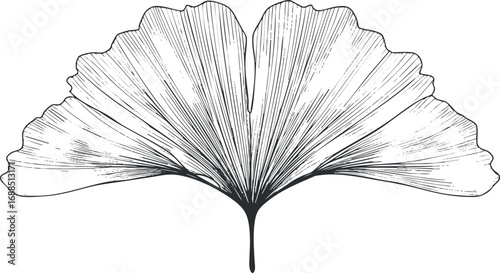 Detailed black and white sketch of a ginkgo leaf showing veins and natural texture