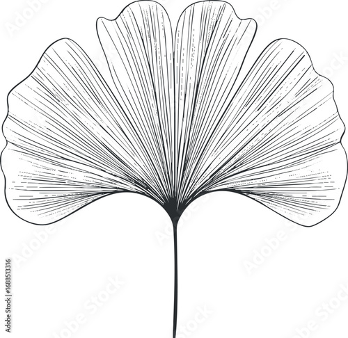 Detailed black and white botanical illustration of a single ginkgo leaf with fine vein texture