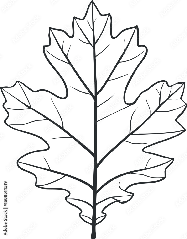 Fototapeta premium Black and white outline illustration of an oak leaf showing veins and lobed edges in detail.