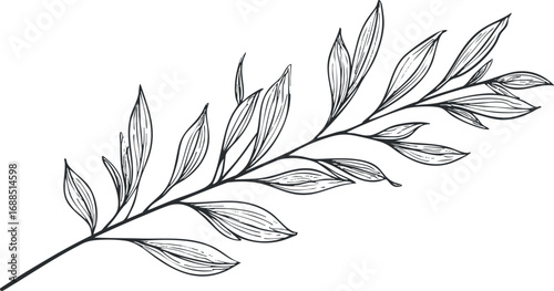 Black and white line drawing of a leafy branch with detailed leaves and veins on white background