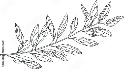 Black and white outline drawing of a botanical branch with multiple elongated leaves on a white background