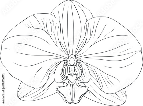 Black and white outline drawing of an orchid flower showing detailed petals and structure