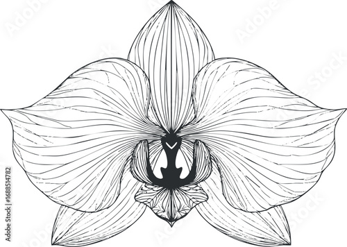 Black and white line art illustration of an orchid flower with detailed petals and natural beauty.