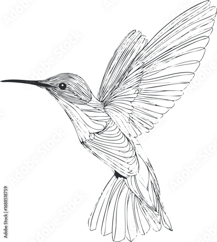 Detailed line art illustration of a hummingbird in flight showing wings and feathers