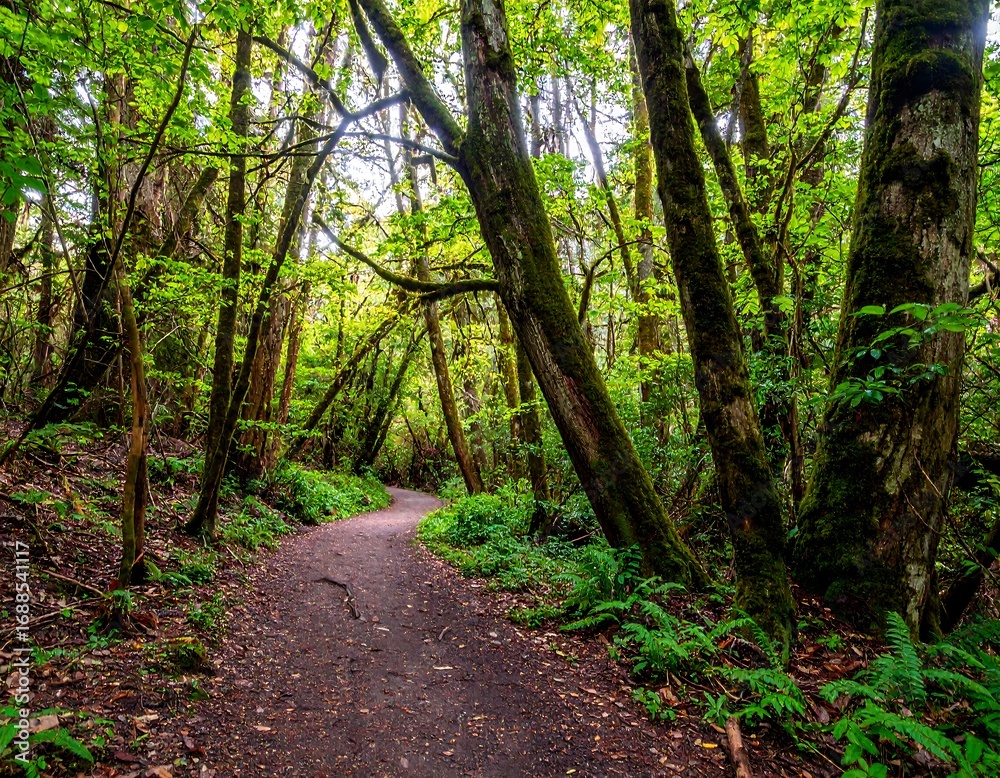 Lush forest trail winding through trees Lush forest trail winding through trees