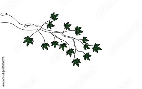 Elegant vine with dark green leaves gracefully cascades across white background