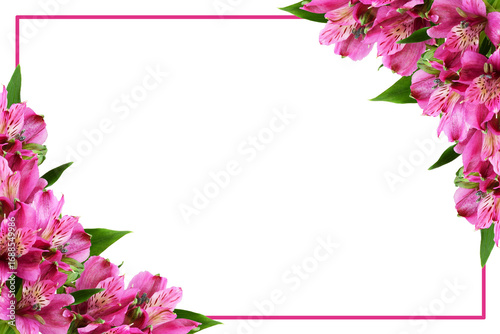 Pink alstroemeria flowers i...