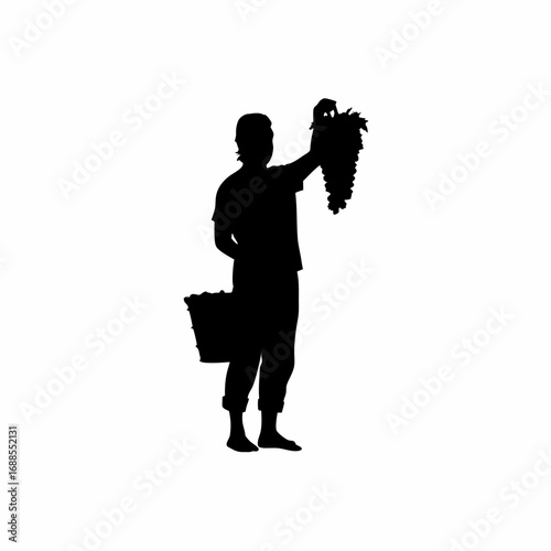 Smiling vineyard worker harvesting grapes silhouette illustration